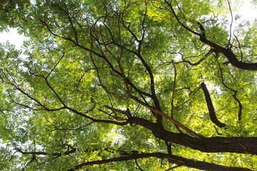 leaves and sun, branches with green leaves on the background of the blue sky