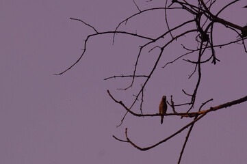 silhouette of a dry trunk infested with sparrows or Estrildidae