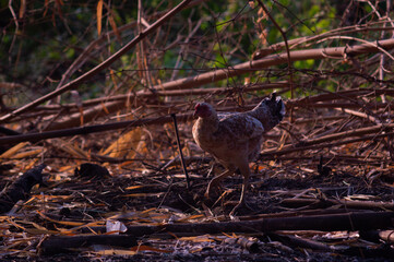 hen roaming around in the garden