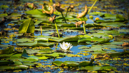 Nymphaea alba
