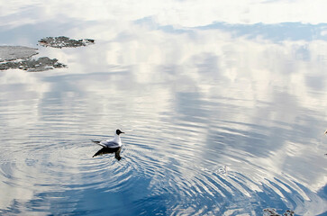 The black-headed gull swims in the river in spring.