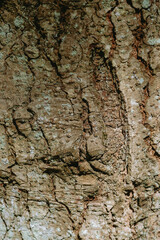 Close-up view of rough tree bark showcasing intricate textures and natural patterns in a forest setting during daylight hours