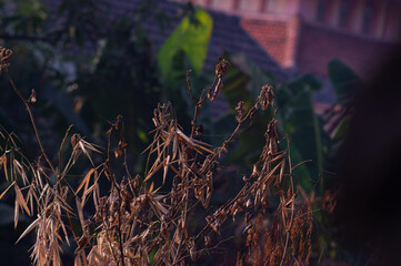 dry bamboo trees that have been cut down. a place for small birds to perch and sunbathe.