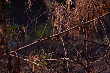 dry bamboo trees that have been cut down. a place for small birds to perch and sunbathe.