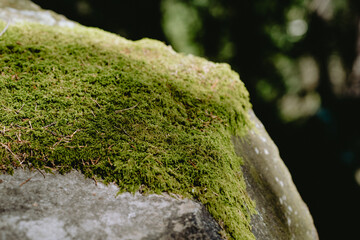 Close-up view of vibrant green moss covering a stone in a lush forest during daylight hours