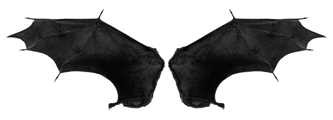 bat wings on a white background,isolated