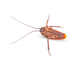 dead cockroach isolated on a white background