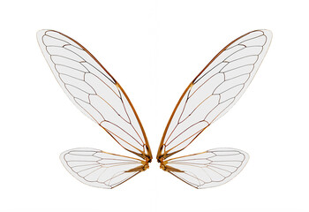 cicada insect wings on a white,isolated