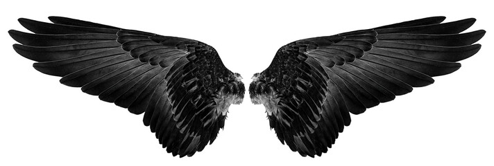 Naklejka premium black wings isolated on a white