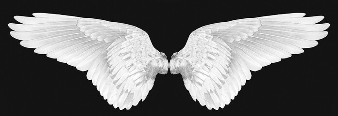 white wings on a black background