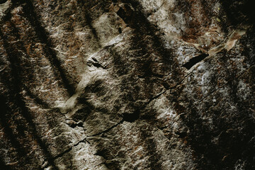 Textured surface of a rock illuminated by dappled sunlight in a natural outdoor setting during the...