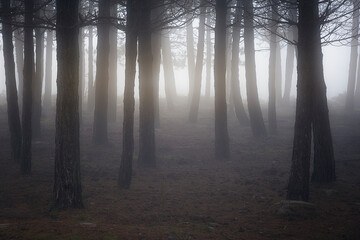 Pine forest covered by fog in Monte Santiago, Burgos