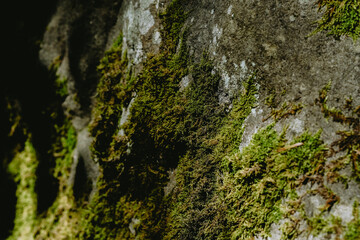 Lush green moss growing on a weathered rock surface in a shaded outdoor environment during daylight hours
