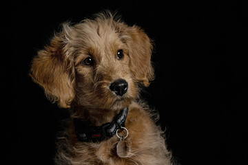 Labradoodle puppy, wearing collar sitting in studio