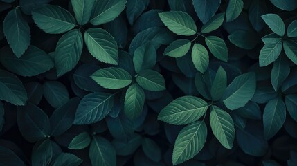 Dark green leaves top view