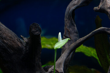 Flower of aquarium plant Anubias barteri in aquarium.