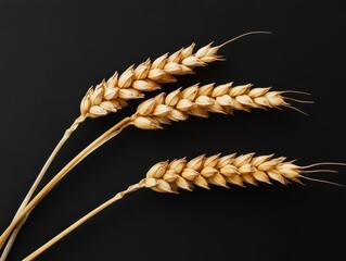 Three wheat ears on a black background,