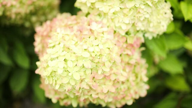 A lot of pink hydrangeas have bloomed at backyard garden. High quality 