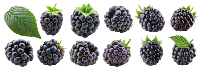 Juicy blackberries isolated on transparent background