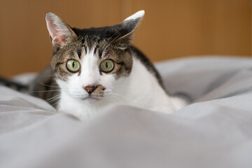 見つめる猫　キジトラ白