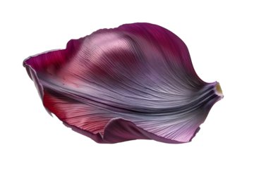 bright purple tulip petal isolated on a transparent background 