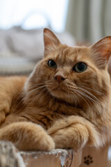 見つめる猫　茶トラ猫