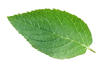 Obraz premium fresh green mint leaf isolated on a transparent background 