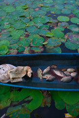 Early morning fishing in Kerala back water