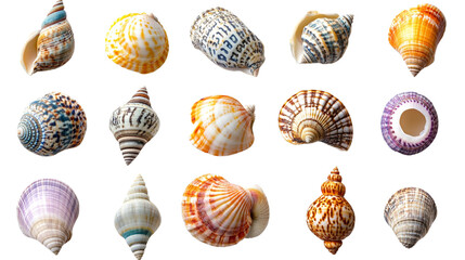 collection of colorful seashells, each with unique patterns and textures isolated on transparent background
