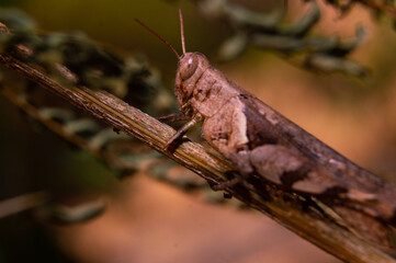 close up of brown grasshopper camouflaged with stem
