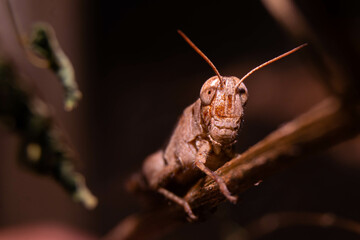 close up of brown grasshopper camouflaged with stem
