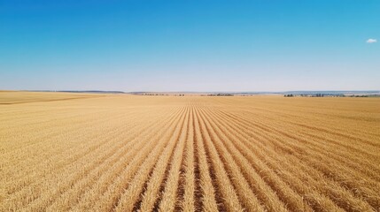 Fototapeta premium Aerial view of endless golden wheat fields under a clear blue sky, with gentle waves in the crops from a light breeze.