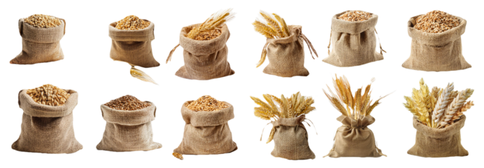 Grains in burlap sacks with wheat ears neatly arranged isolated on transparent background