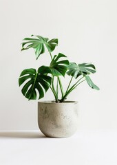 Obraz premium Indoor mini plant Monstera deliciosa arecaceae planter.