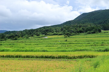 Fototapeta premium 山裾に広がる田