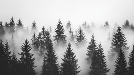 Obraz premium Serene Misty Forest Landscape with Tall Evergreen Trees and Tranquil Atmosphere