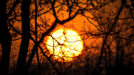 Breathtaking Sunset Illuminating Silhouetted Branches in Serene Forest Landscape