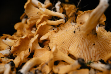 Delicious Chanterelles laying in a basket. Close up photo.