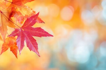 Vibrant autumn leaves with bokeh