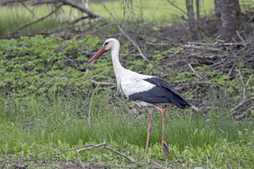 Fototapeta premium White stork walking on a green field. Close-up of White stork (Ciconia ciconia).