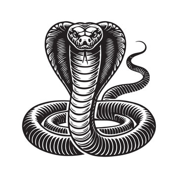 recommend clip art: Cobra silhouette - King Cobra snake Clipart - A Majestic Coil Cobra illustration in black and white