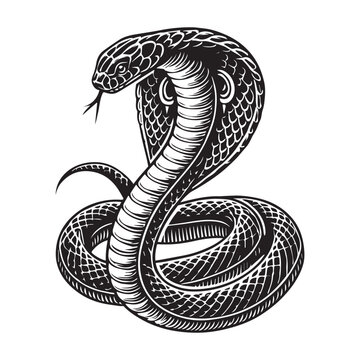 recommend clip art: Cobra silhouette - King Cobra snake Clipart - A Royal Serpent Cobra illustration in black and white