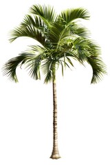Tropical palm tree isolated image