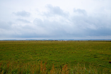 Wide grass landscape on the North Sea coast of Denmark