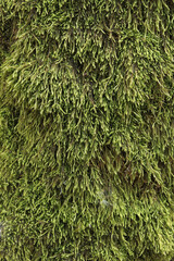 Green moss on the bark of the tree, details. Tree trunk covered with moss. Texture. Wildlife. Close-up on dense moss