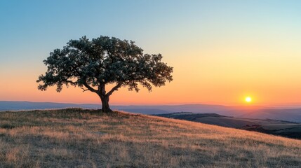 Obraz premium Solitary Tree at Sunset