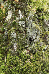 Green moss on the bark of the tree, details. Tree trunk covered with moss. Texture. Wildlife. Close-up on dense moss
