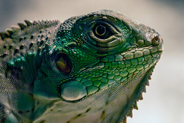 Green Lizard