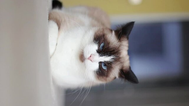 Close up face of a cute siamese cat with deep blue eyes. Domestic cat enjoying indoor life. Concept of adorable indoor cat