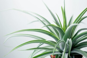 Obraz premium Air Plant - Tillandsia Ionantha Sub Species on White Background. Tropical Beauty in Isolated Pot